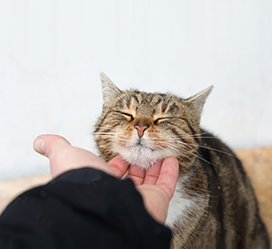 Why do cats purr?  Scientific American