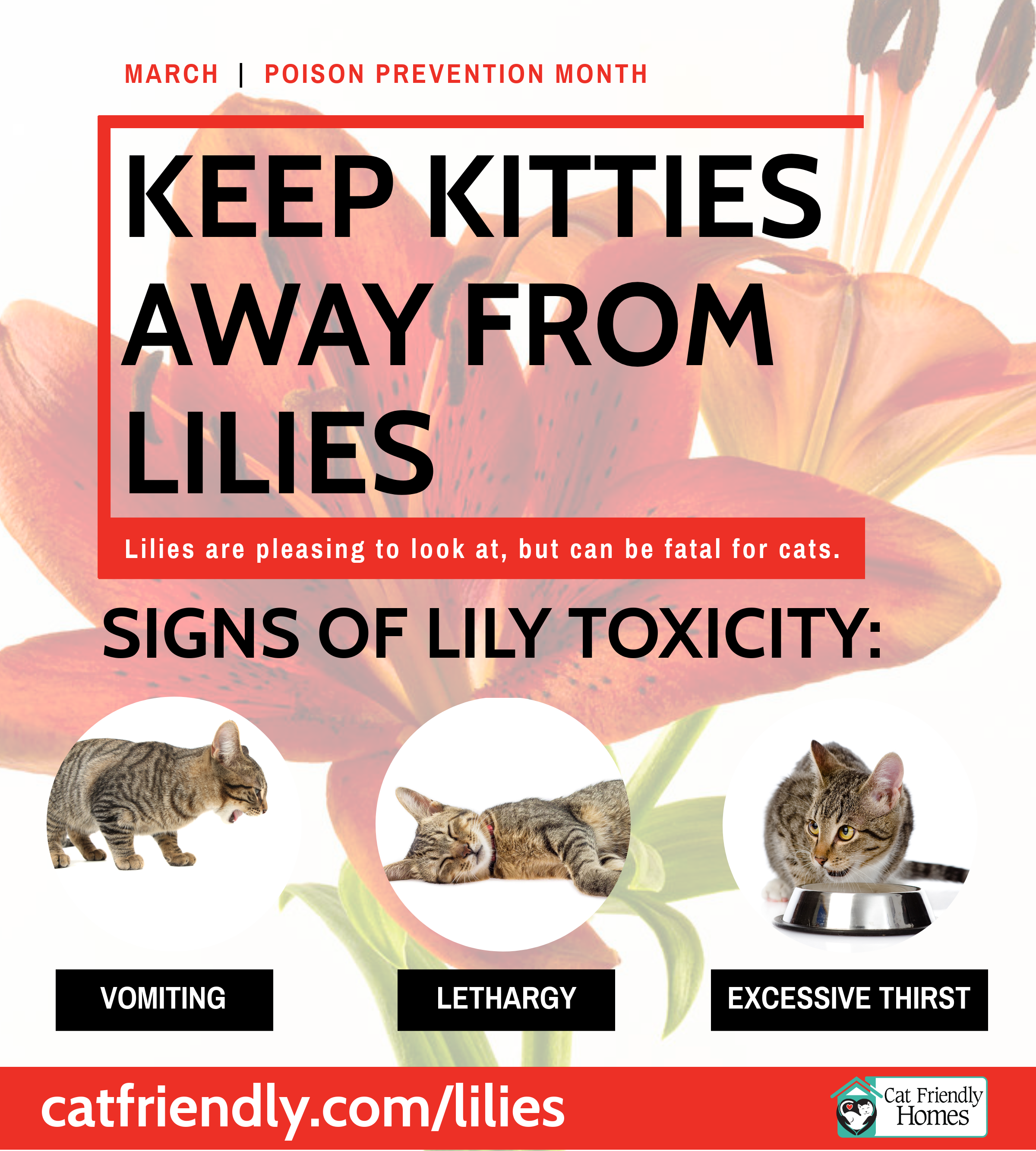 Kittens and lilies infographic