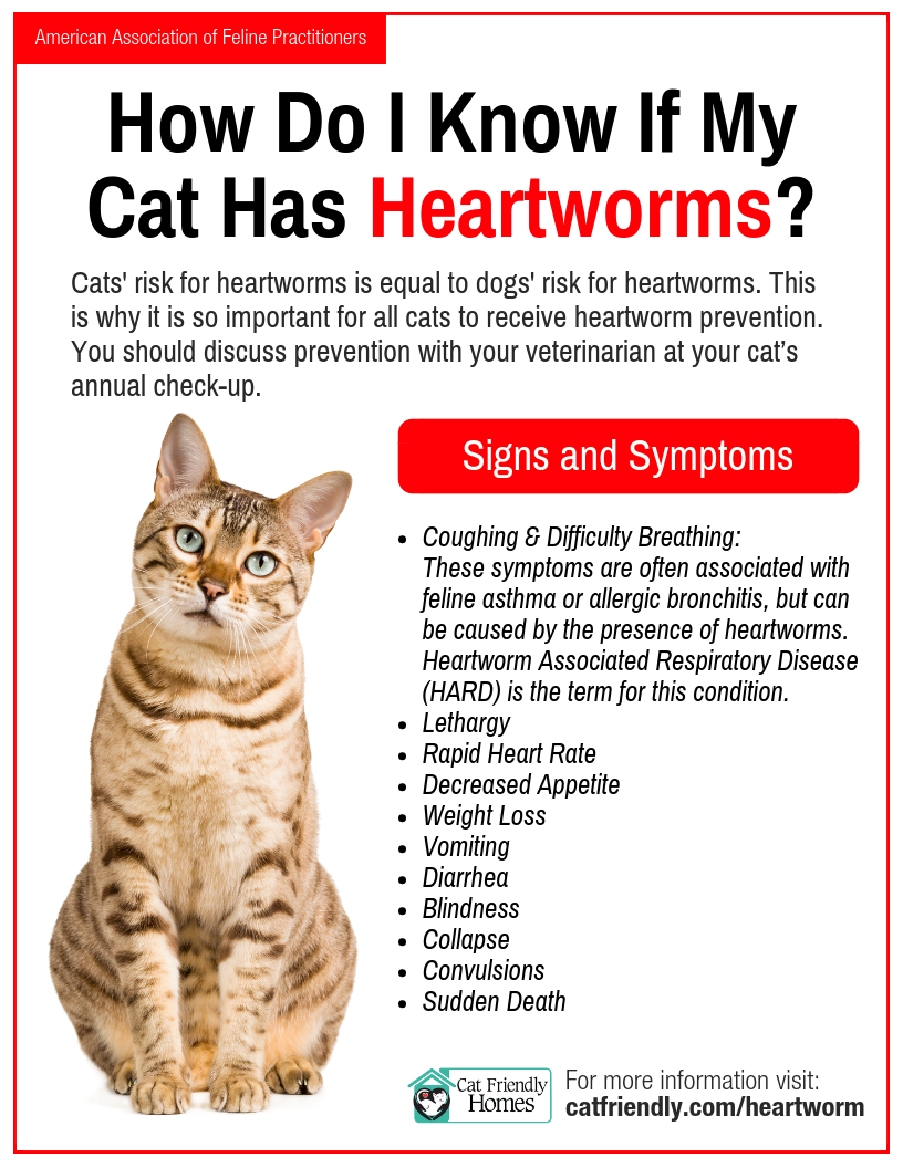 How Do I Know if My Cat Has Heartworms Graphic