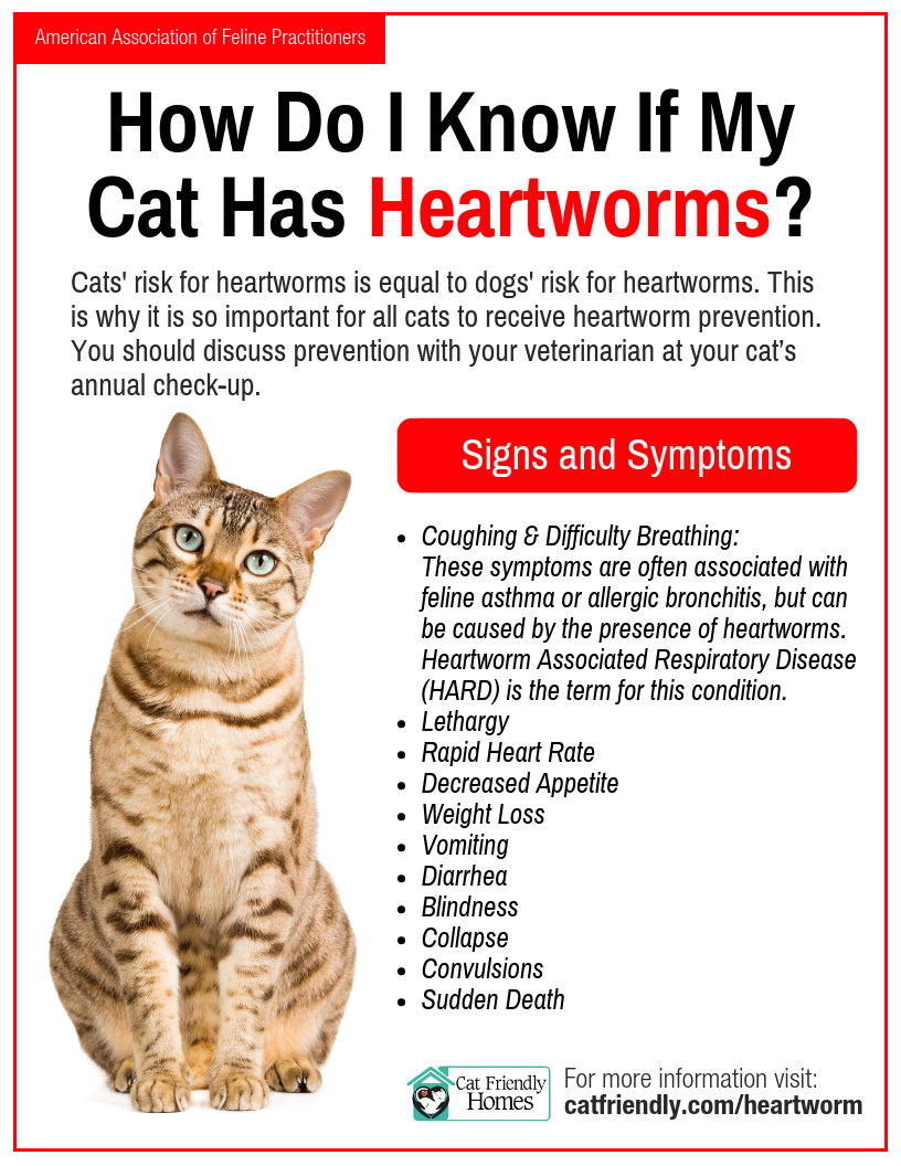 Heartworm | Cat Friendly Homes