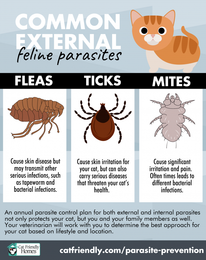 What is a Parasite? Cat Friendly Homes