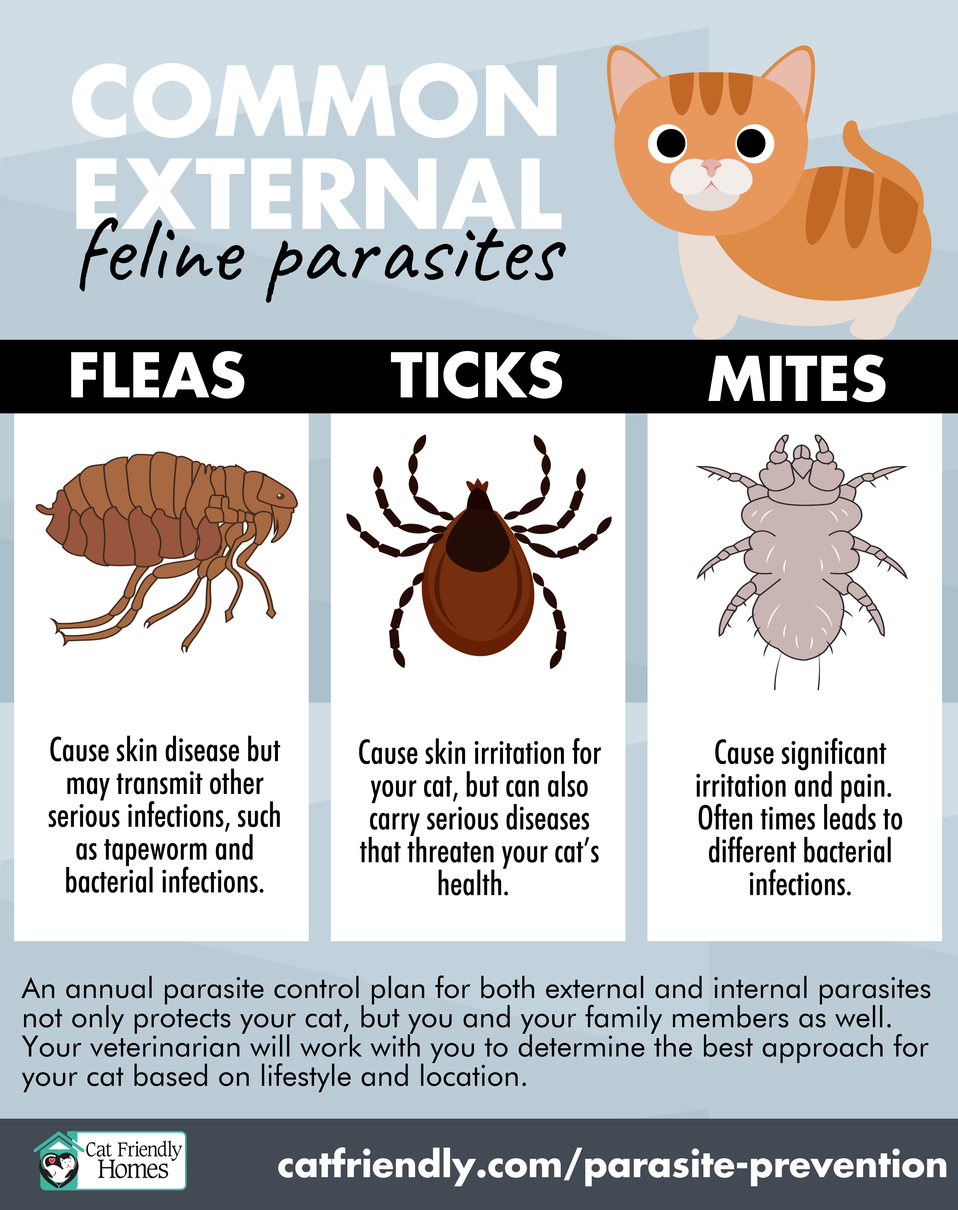 What Is A Parasite Cat Friendly Homes