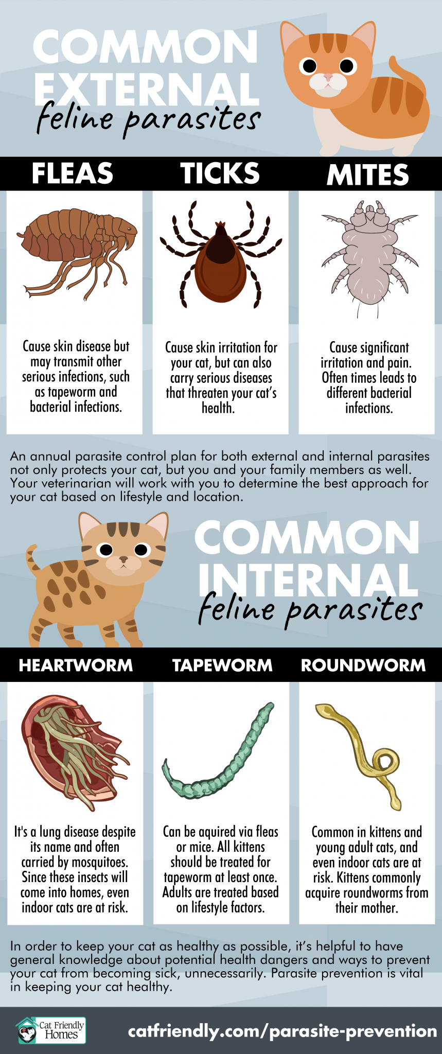 External Feline Parasites infographic 