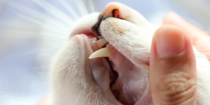 Cat getting best sale teeth brushed