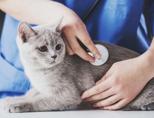 8 Signs That You Should Visit the Veterinarian