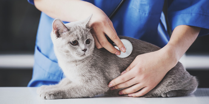 Cat with veterinarian