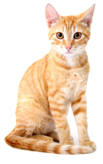 Orange and White Cat