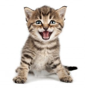 Cat sounds: what miaowing, purring and hissing really mean