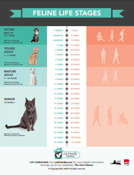 How long do cats live?, Cat life stages