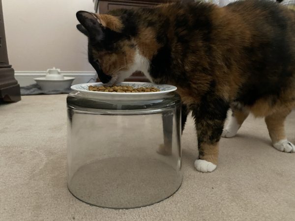 cat eating our of elevated bowl