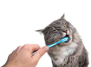 Brushing my sale cat's teeth