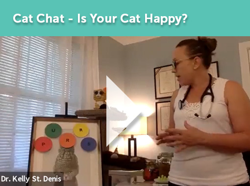 Is your cat happy