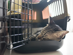 Happy cat in carrier