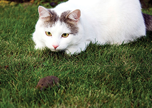 cat with toy