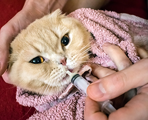 Giving meds sales to cats