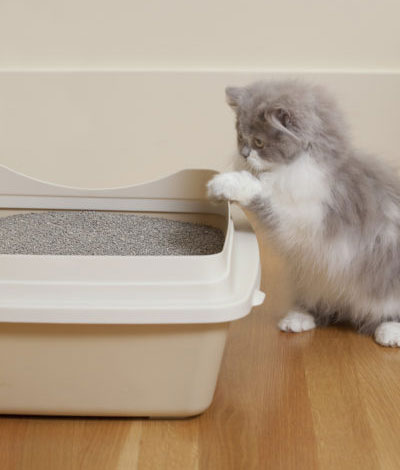 Why does cat scratch side of litter outlet box