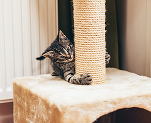 Cat scratching a scratching post