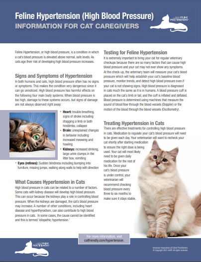 Hypertension High Blood Pressure Cat Friendly Homes