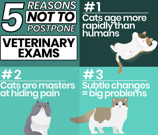 Reasons not to postpone your vet visit