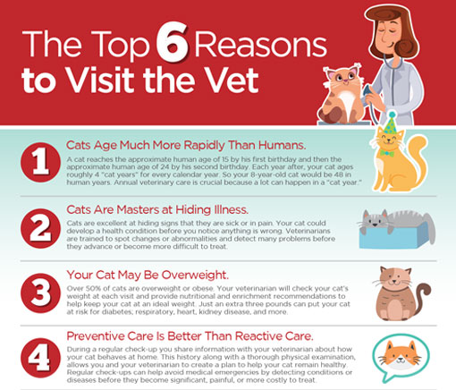 Reasons to visit the vet