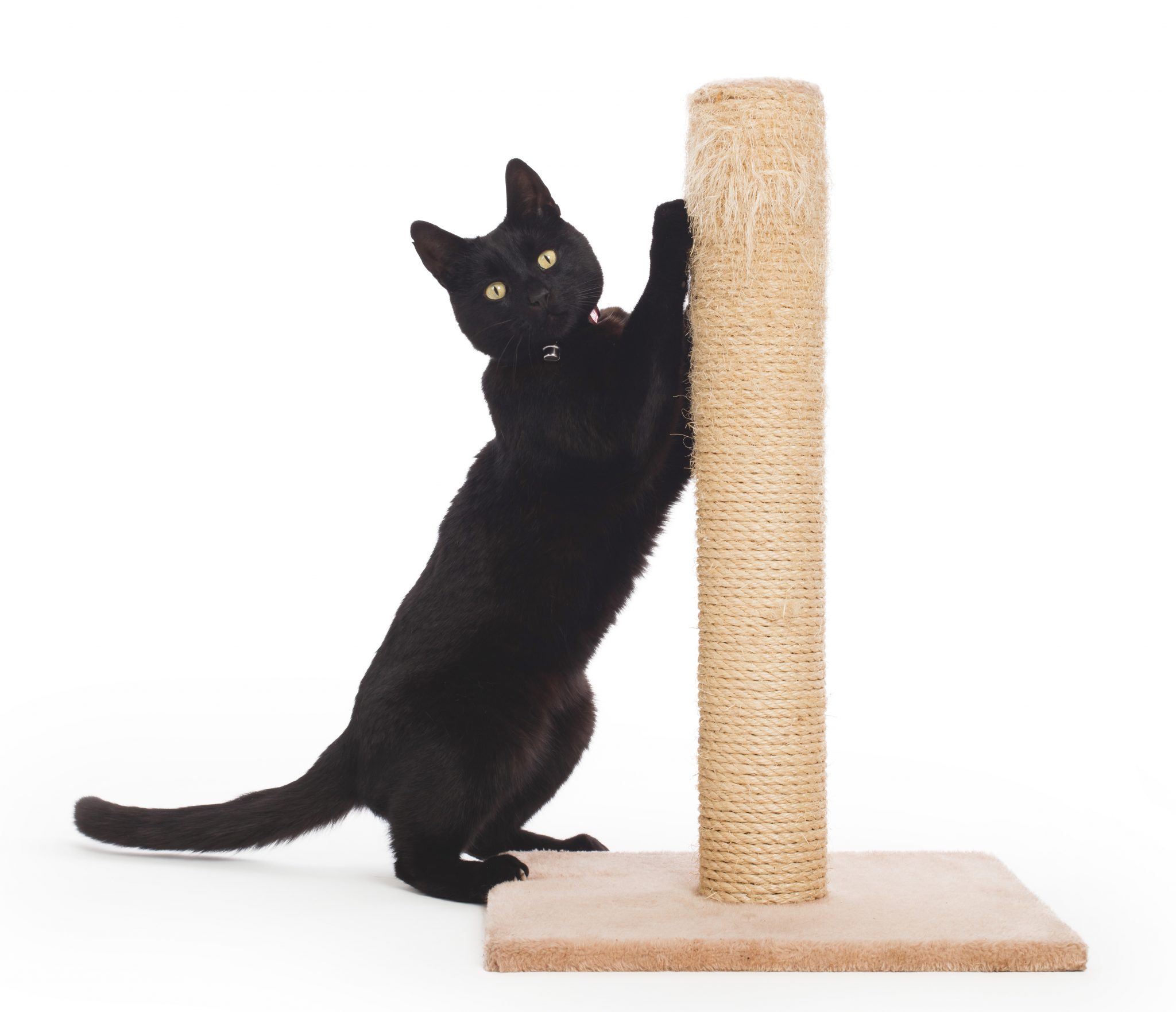 Scratching post 2025 for a cat