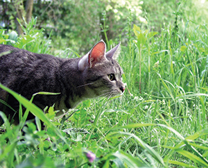 Cat stalking prey