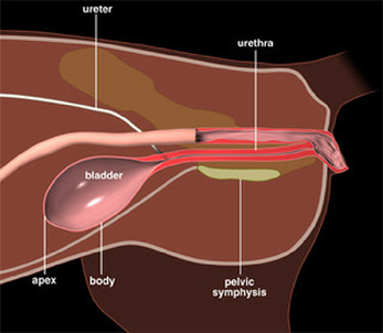 Female Feline urinary tract anatomy