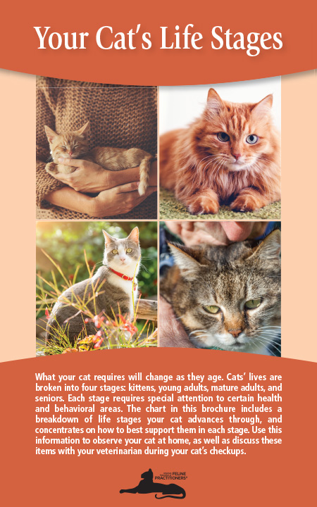 Your Cats Life Stages Brochure