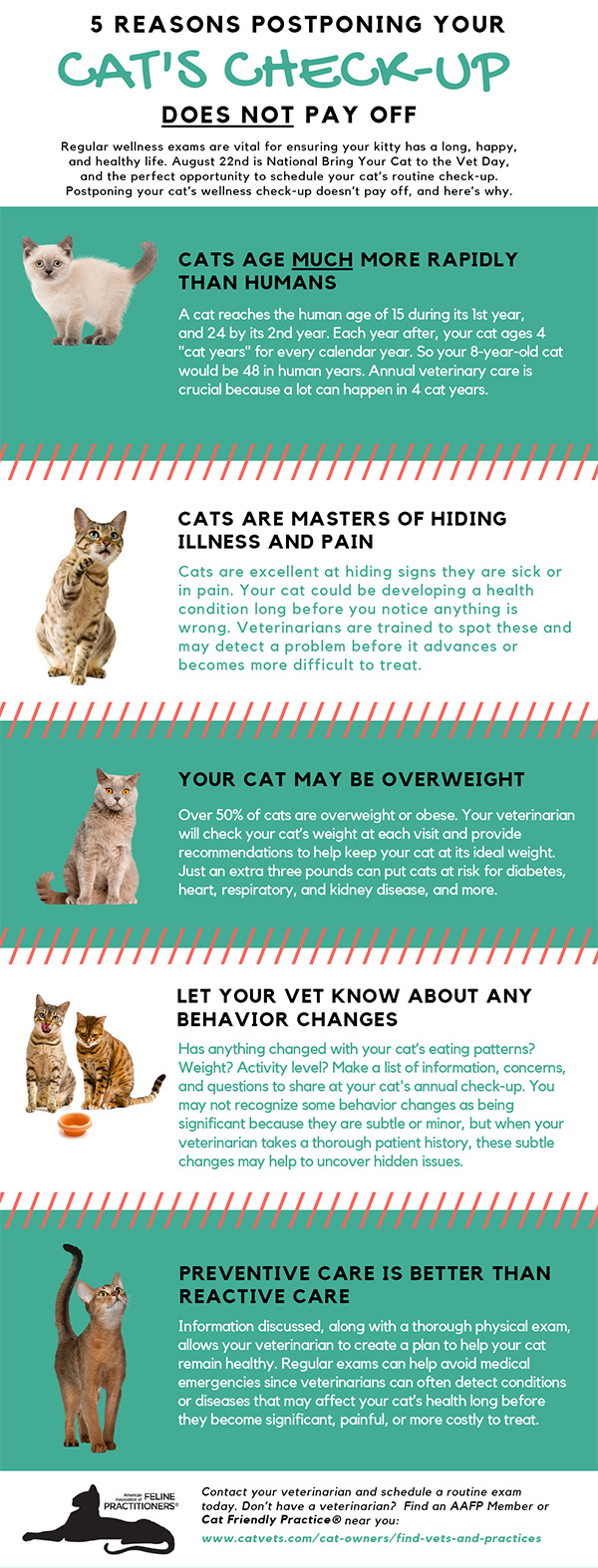 Importance of Routine Veterinary Care for Your Cat - Cat Friendly Homes
