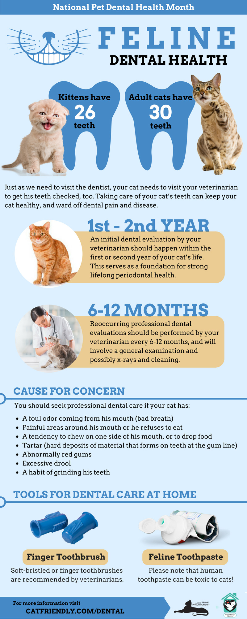 Dental treatment 2025 for cats