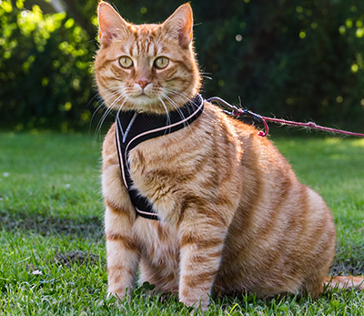 Leashed Cat Outdoors