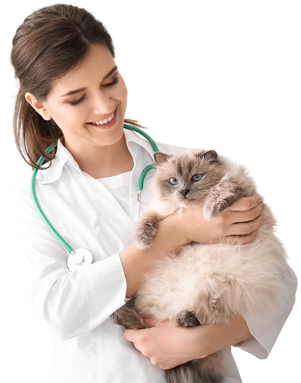 Veterinarian holding cat patient
