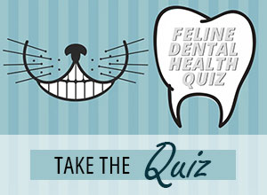 Feline Dental Health Quiz