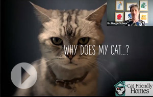 Video on cat behavior