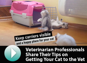 Video on getting your cat to the veterinarian