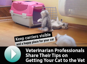 Getting Your Cat to the Veterinarian Cat Friendly Homes