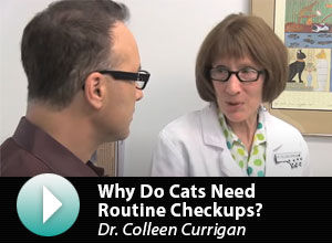 Why cats need checkups