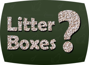 Everything you need to know about Litter Boxes