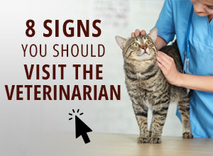 8 signs it is time to visit the vet