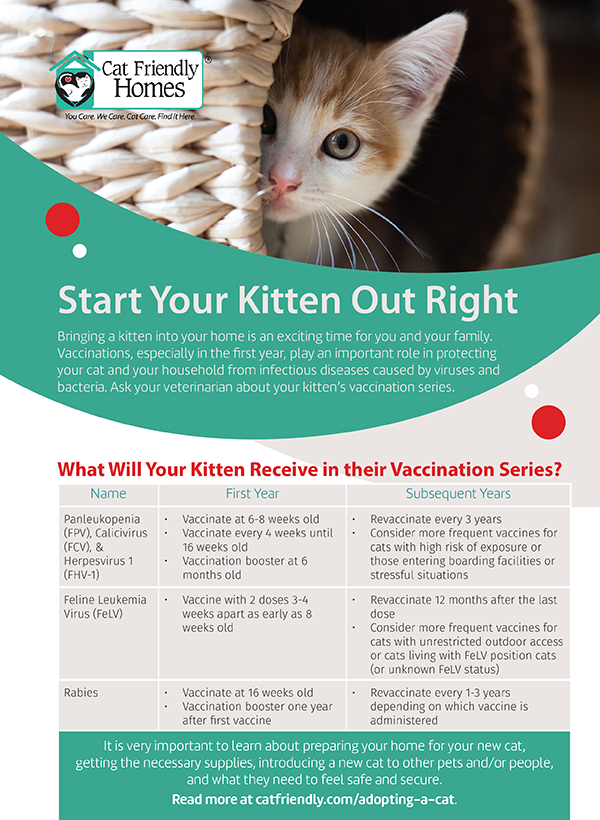 Kitten Vaccinations Flyer