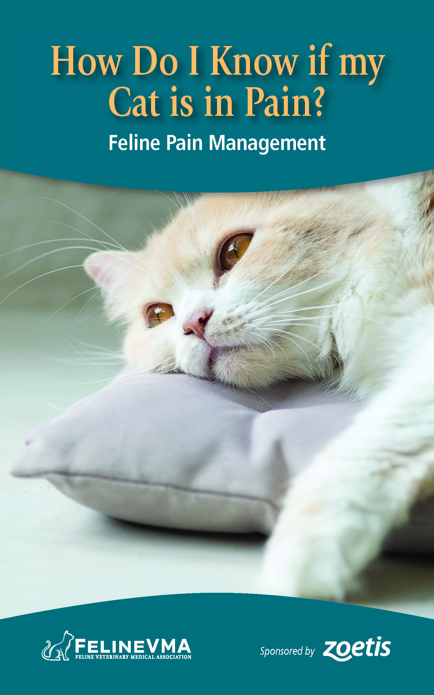 How Do I Know if my Cats is in Pain Brochure Cover