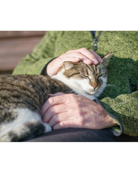 Senior Cat