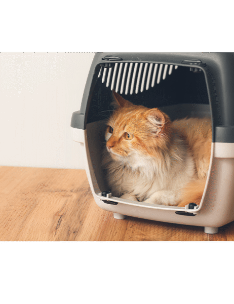 11-November-2025-CF-Traveling