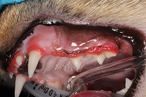 Feline Dental Issue Example