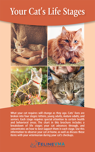 Your Cats Life Stages Brochure